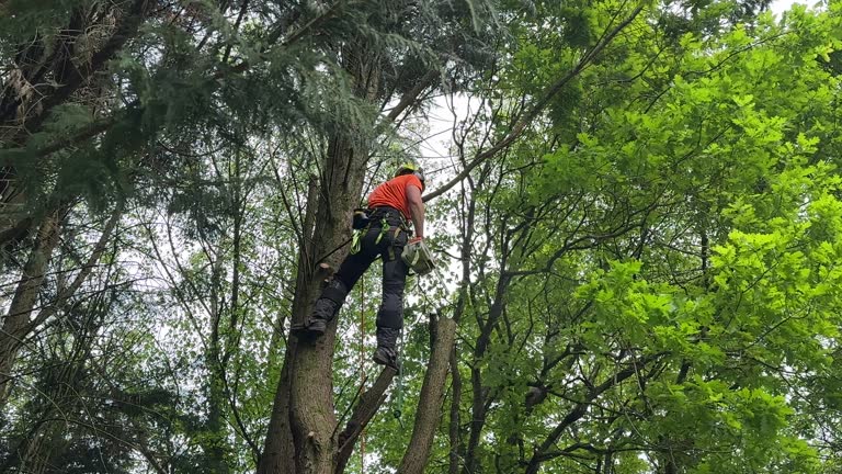 Best Tree Trimming and Pruning  in Spinnerstown, PA